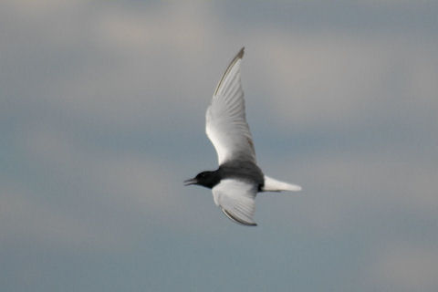 White-winged Black Tern (Chlidonias leucopterus)